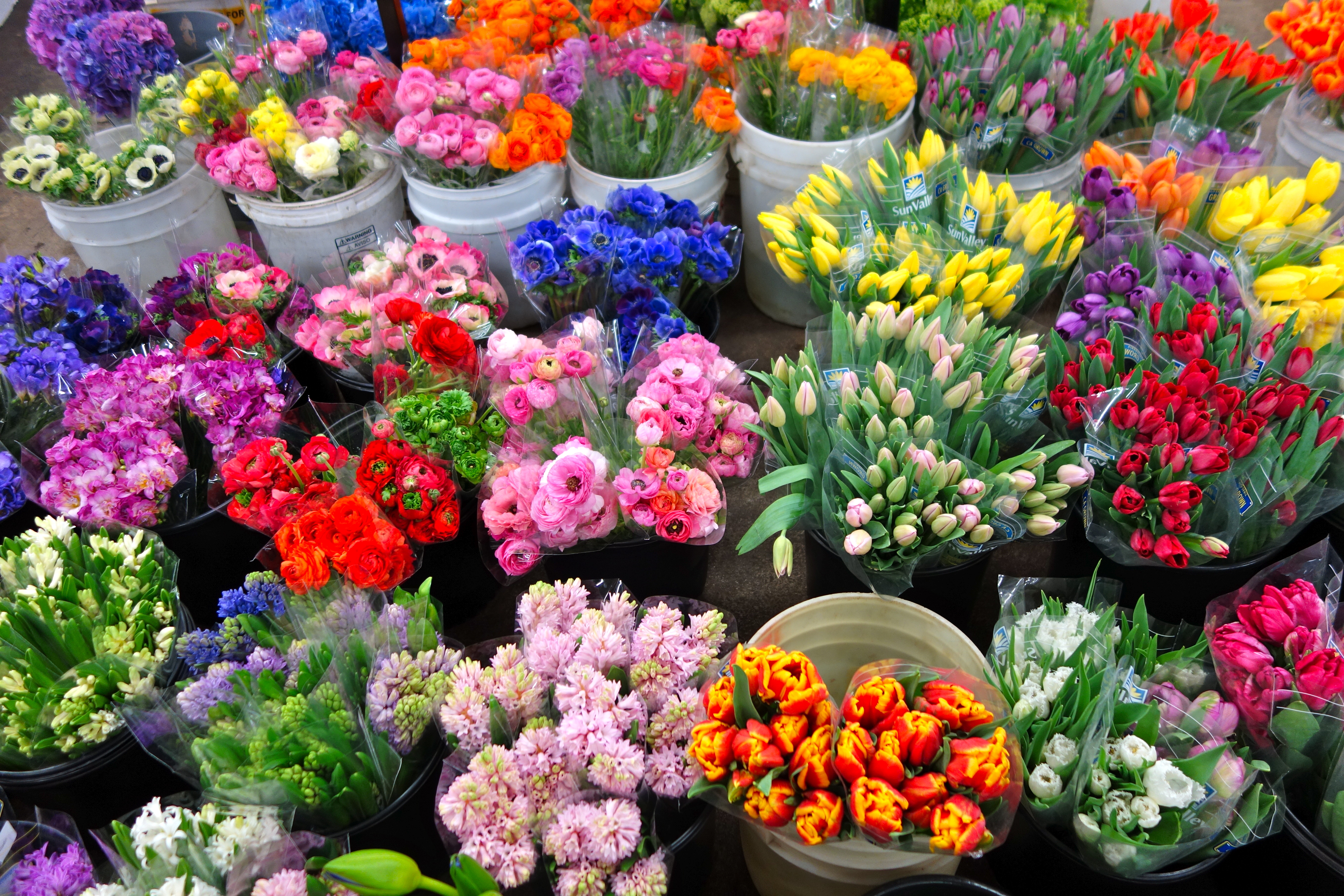 Купить Цветок В Горшке На 8 Марта